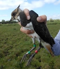 Colour ringed lapwing chick by Vicki Boult