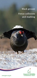 Black Grouse Fence Collisions