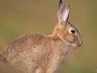Defra want to scrap the Rabbit Clearance Order - what do you think?