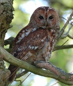 Tawny Owl1