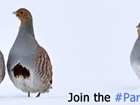 Can you help our grey partridge?