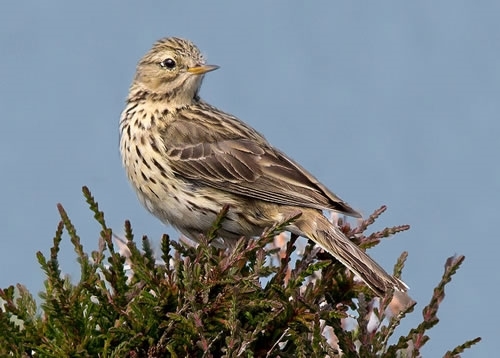Meadow -pipit 500