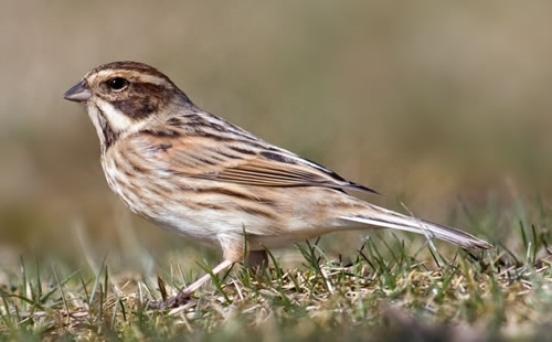 Reed _Bunting 500