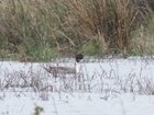 Wintering waterfowl and waders in the Avon Valley