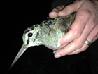 Wet and windy conditions aid recent ringing trip