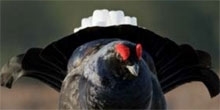 Black grouse fence collisions and marking