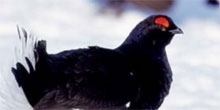 Creating woodlands for black grouse