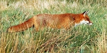 Fox snaring guidelines