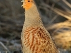 5 tips for successful Grey partridge re-introduction