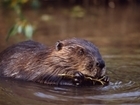 Beavers must be manageable: our letter to The Courier