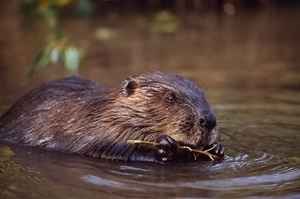 European -beaver -6-lcampbell