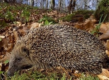 Hedgehog _photo _LCampbell