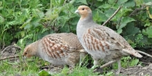 Case study: Grey partridge recovery