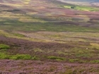 Heather burning - new research raises important questions