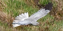 Birds of prey on grouse moors