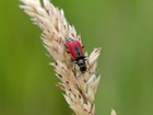 Bijou thatched cottages sought by beetles