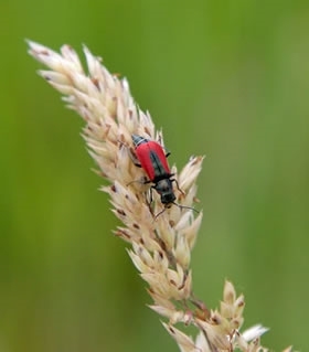 Scarlet Malachite Beetle