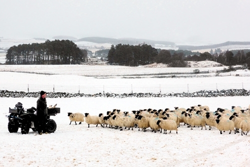 Allan Wright with sheep in snow