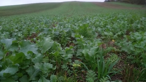 Cover Crops