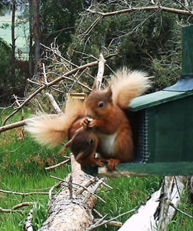 Red -squirrels