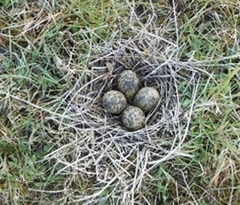 A Typical Lapwing Nest With Four Eggs