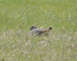 A Female Lapwing Incubating Her Nest