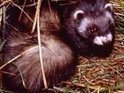 New report highlights increase in polecat range