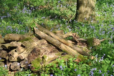 Dead wood pile