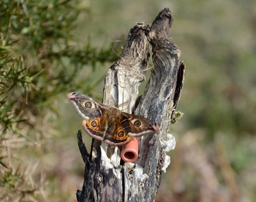 Male emperor moth and phial