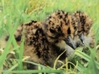 Relief as lapwing hatch in the Avon Valley
