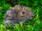 Where have the voles gone?
