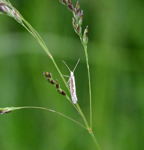 A Tiny Diamond -back Moth