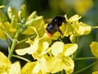Neonics – becoming a bee in a bonnet?