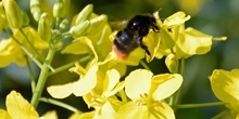 Examining the benefits of flower seed mixes to solitary bees