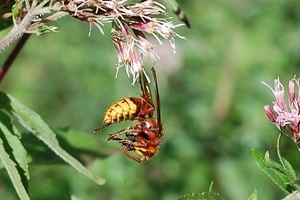 Hornet eating prey