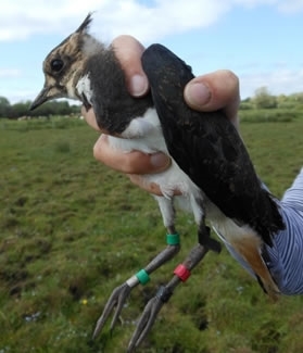 Lapwings Tagged