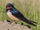 New barn swallow study – foraging in an arable landscape