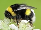 CFE set to deliver series of pollinator events across UK