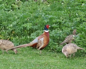 Exeter Pheasant Study