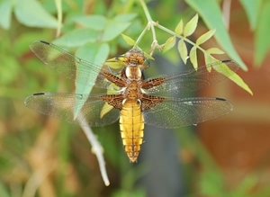 Broad-bodied chaser immature male