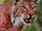 No escaping the lynx reintroduction debate