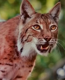 Lynx Reintroduction