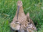 How your support is helping the curlew