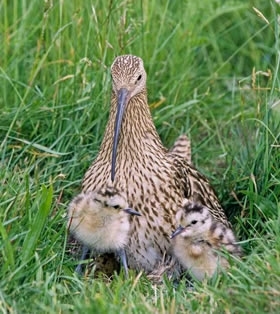 Curlew And Chicks