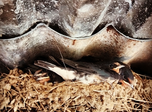 Resident Swallow Chicks In The Work Log Shed