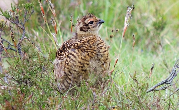 Grouse Chick On The Lookout In The Heather