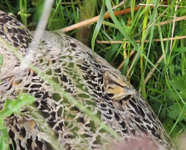 Pheasant Chick Hiding Under Mothers Wing