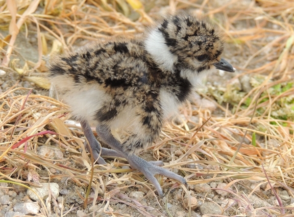 Relocated Lapwing Chick At Only 8 Hours Old