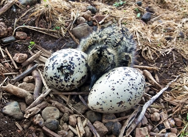 Oystercatcher Nest In A Cut Game Crop Field