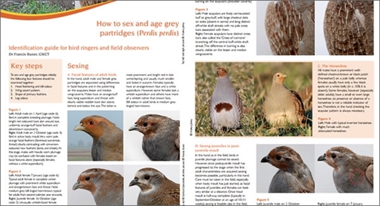 Grey Partridge Sexing Ageing Guide